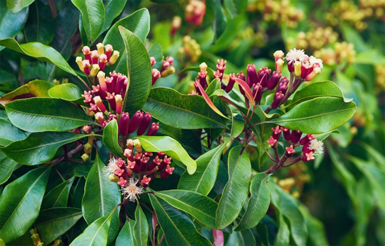 Đinh Hương (Syzygium aromaticus)